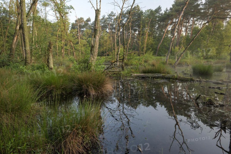 Landslide area, edge area in the forest, bank, at sunrise, Bottrop, Ruhr area, North Rhine-Westphalia, Germany, Europe