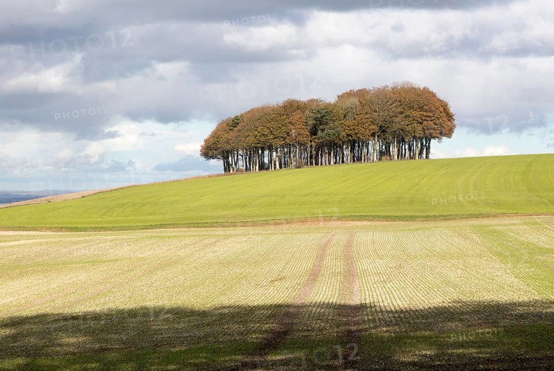 Beech copse on chalk scarp slope landscape on Ridgeway, west of Hackpen Hill, Broad Hinton, Wiltshire, England, UK