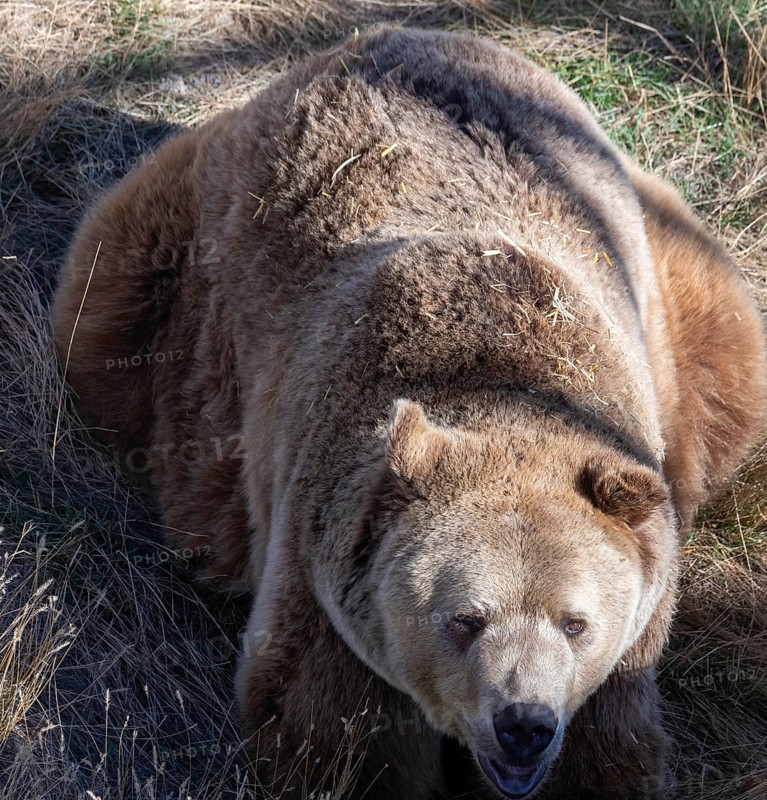 Keenesburg, Colorado, A grizzly bear (Ursus arctos horribilis) at the Wild Animal Sanctuary, a nonprofit that rescues animals that have been abused or held illegally. An elevated walkway allows visitors to explore view some of the lions, tigers, bears, wolves, and other large carnivores