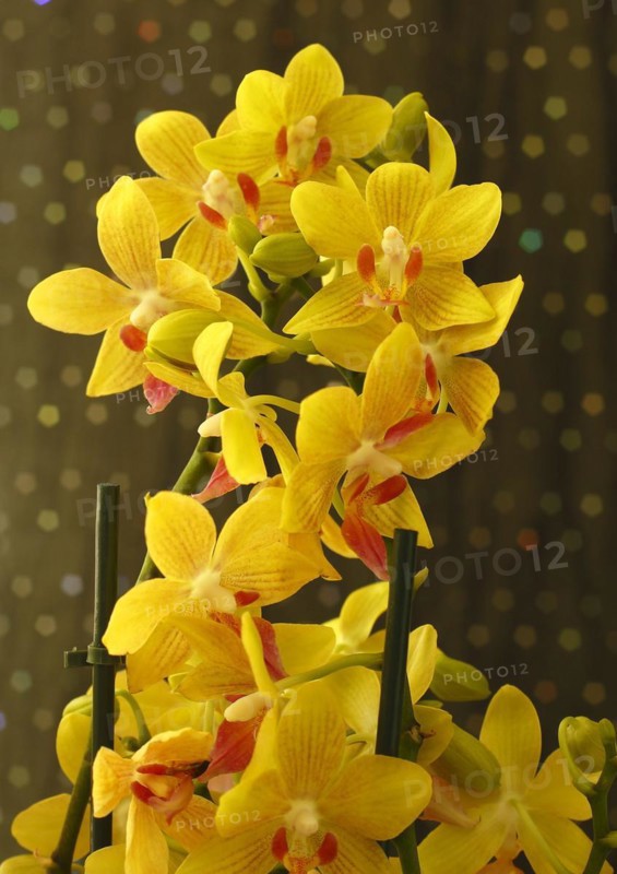 Butterfly orchid (Phalaenopsis), North Rhine-Westphalia, Germany, Europe