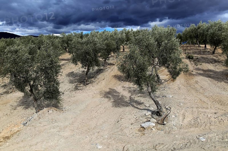 Landscape of dramatic storm clouds over olive trees, Uleila del Campo, Almeria, Spain, Europe