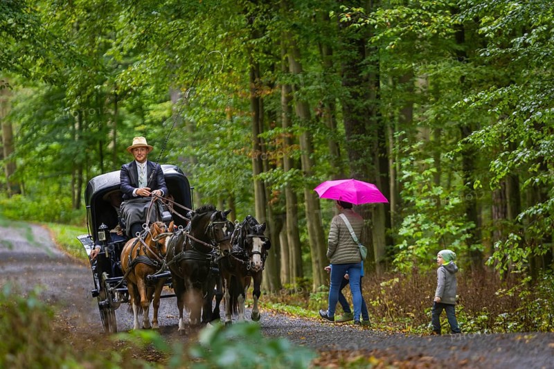 Presentation and route ride, all carriages in stylish tension, popular sporting event over approx. 30 km. An event organised by Reit- und Fahrverein Moritzburg e.V., 29th Moritzburger Teichrundfahrt, Moritzburg, Saxony, Germany, Europe