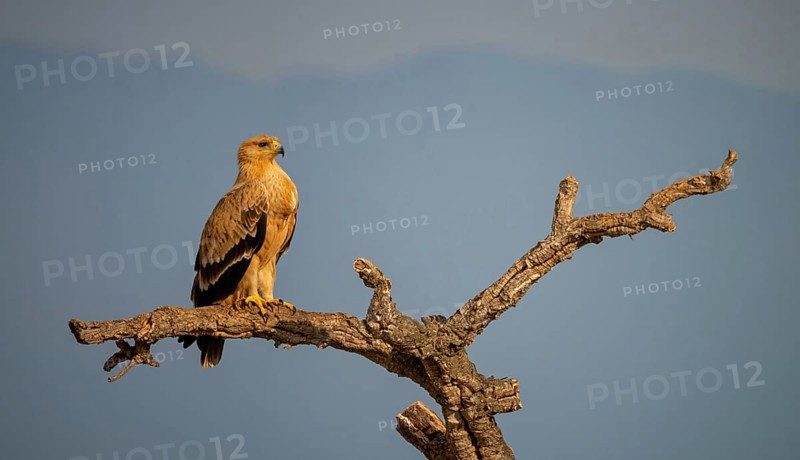 Spanish imperial eagle (Aquila adalberti), El Millaron Imperial Eagle Hid, Salorino, Extremadura Caceres, Spain, Europe