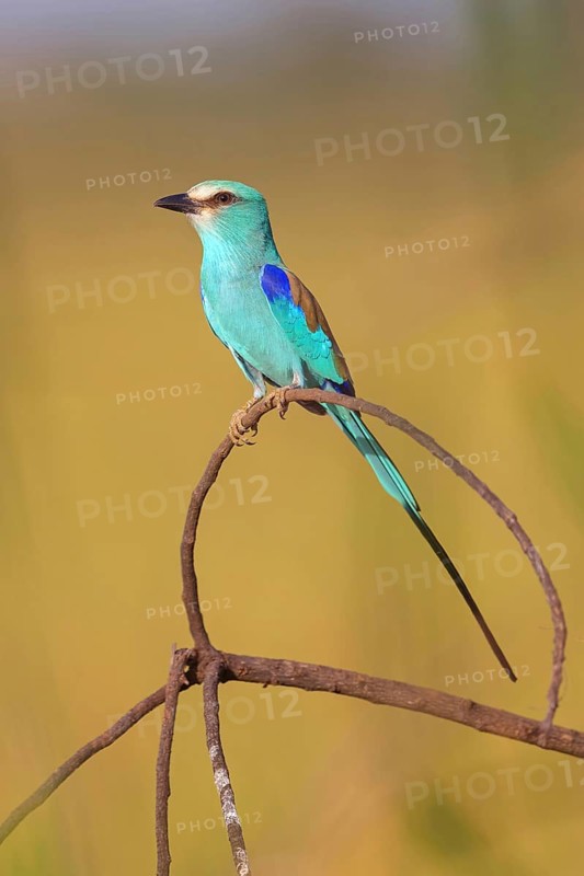 Abyssinian roller (Coracias abyssinica), Kuntaur rice fields, Kuntaur, South Bank, Gambia, Africa