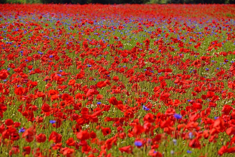Europe, Germany, Mecklenburg-Western Pomerania, Poppy field near Göhren-Lebbin, Göhren-Lebbin, Mecklenburg-Western Pomerania, Germany, Europe
