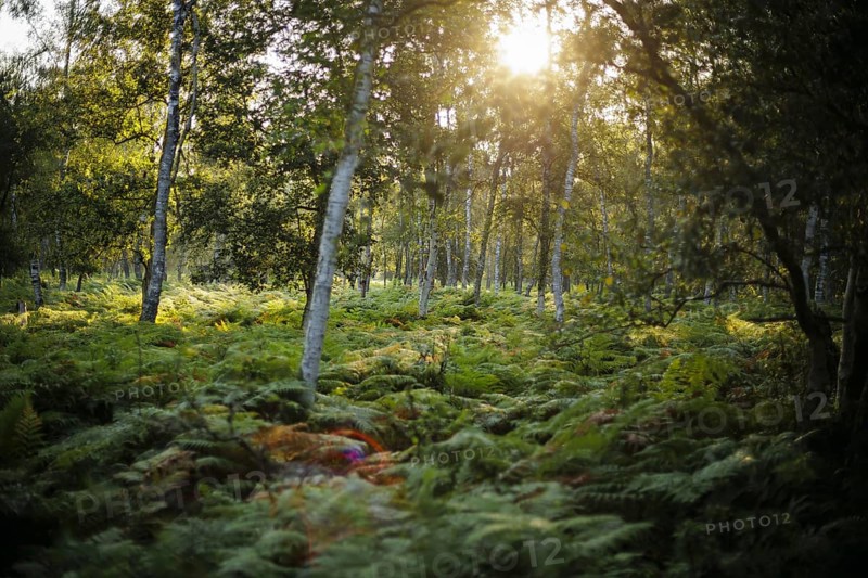 The sun rises shortly after sunrise in a forest densely overgrown with ferns near Born am Darß. Born, 01.08.2024