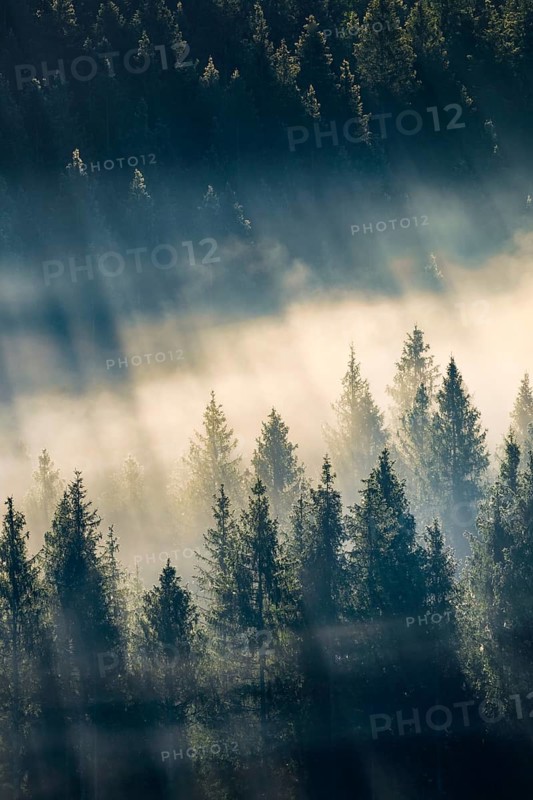 Fog and forest in Oberägeri in the canton of Zug, Switzerland, Europe