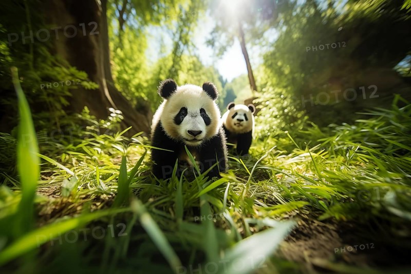 Cute panda cubs in a lush bamboo grove, The image showcases the beauty and serenity of nature and wildlife. Endangered species, AI generated