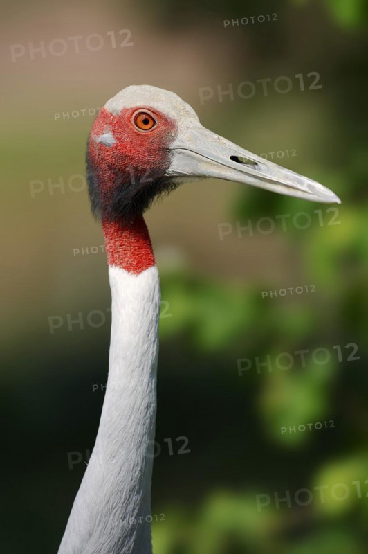 Sarus Crane (Antigone antigone, Grus antigone), portrait, captive, occurrence in Asia