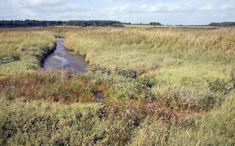 Freshwater Dingle marshes in lagoon formed by the beach bar between Orford and Walberswick, Suffolk, England, United Kingdom, Europe