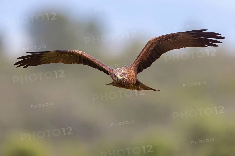 Black kite (Milvus migrans), flight photo, blue sky, Hides De Calera / Steppe Raptors, Nussloch, Castilla La Mancha / Toledo, Germany, Europe