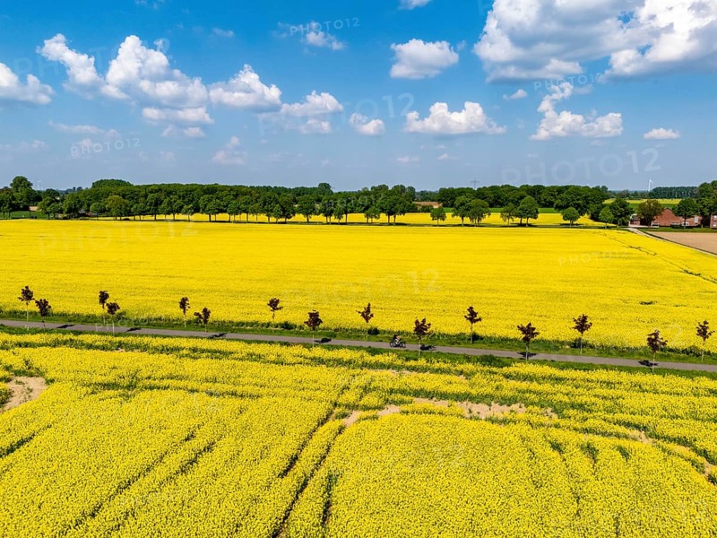 The avenue cycle path between Xanten and Marienbaum, Kalkar, on the Lower Rhine, former railway line, now part of a cycle path network, spring, rape field in bloom, Xanten, North Rhine-Westphalia, Germany, Europe