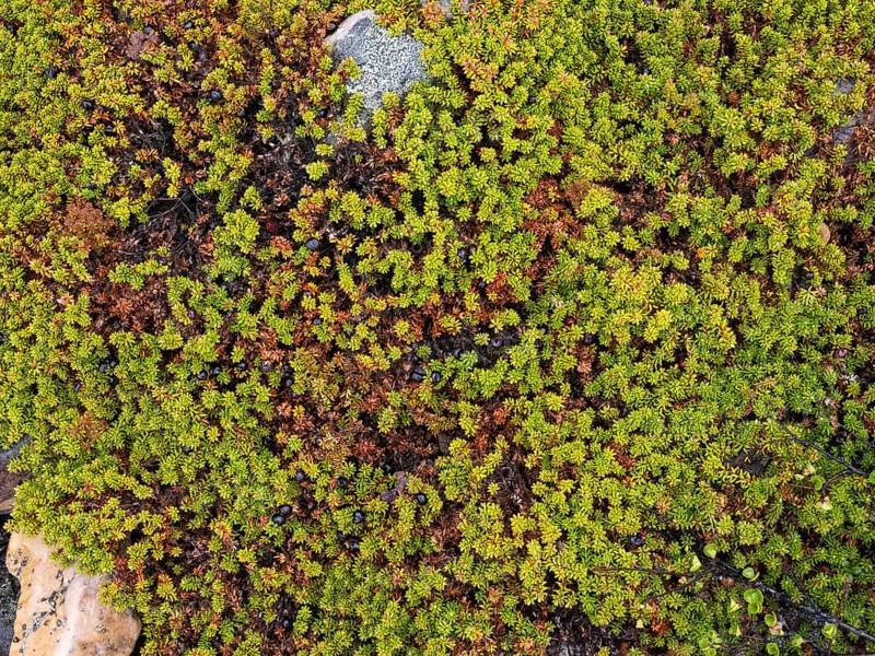 Black Crowberry (Empetrum nigrum), and Dwarf Birch (Betula nana), covering stones, Varanger National Park, Varanger Fjord, May, Norway, Europe