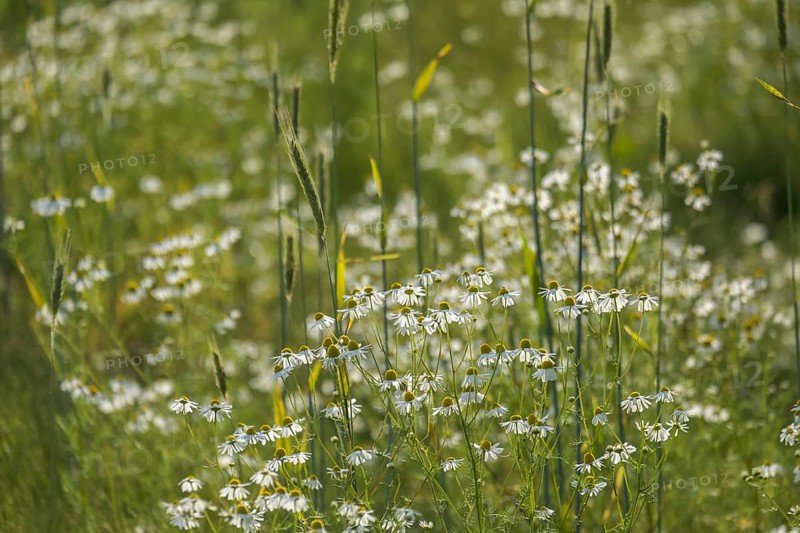 Camomile and grasses on a green meadow that gives a calm and idyllic impression, Münsterland, North Rhine-Westphalia, Germany, Europe