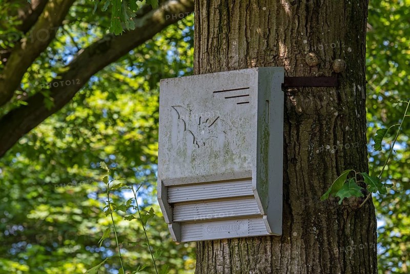 Concrete bat box, bat house, artificial roost for roosting bats fixed against tree trunk in forest at nature reserve, AI generated