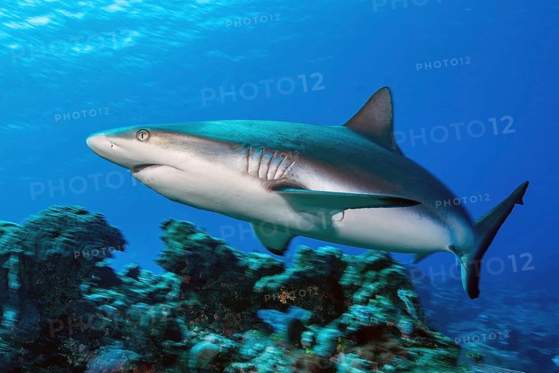 Female Grey reef shark (Carcharhinus amblyrhynchos) swimming fast over coral reef of stony corals (Scleractina) hard corals, Pacific Ocean