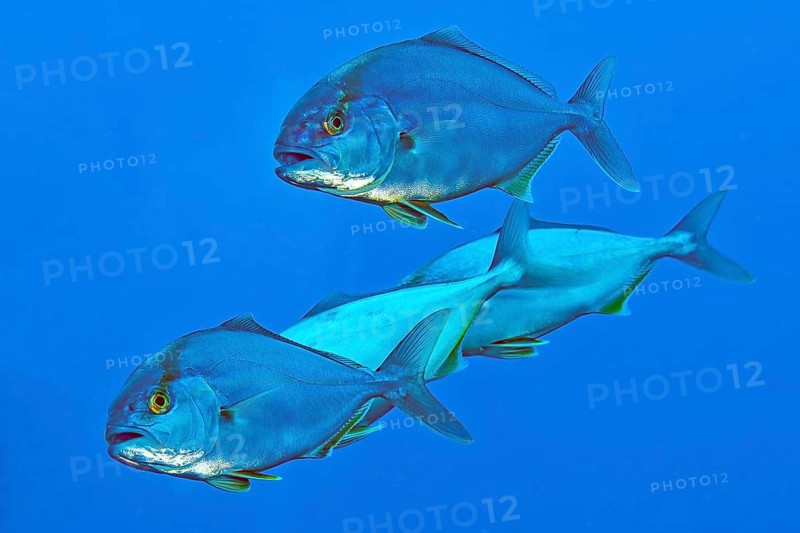 Four specimens of Allied kingfish (Seriola dumerili), Mediterranean Sea