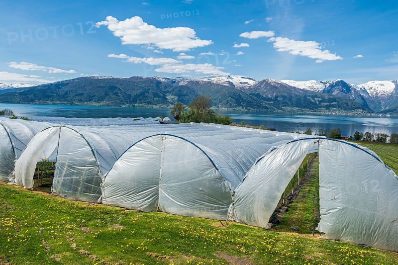 Sognefjord at Vangsnes, fruit-growing under plastic, view to the north bank of the Sognefjords, Sogn og Fjordane, Norway, Europe