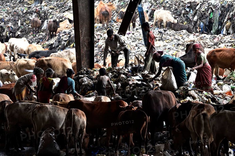 Rag pickers look for recyclable materials as cows wander around at one of the largest disposal sites in northeast India at the Boragaon area of Guwahati, Assam, India on June 4, 2019, ahead of the 'World Environment Day'., The World Environment Day, annually marked on June 5, is a way to encourage awareness and action to protect the environment