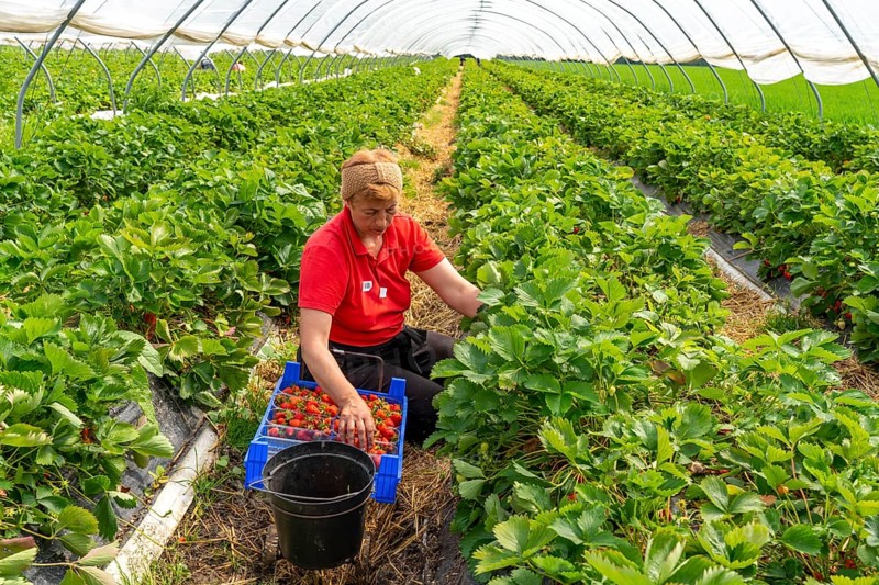Harvesting strawberries, harvest helper, strawberry cultivation in the open field, under a foil tunnel, young strawberry plants growing up, in different stages of ripeness, near Dormagen, Rhineland, North Rhine-Westphalia, Germany, Europe