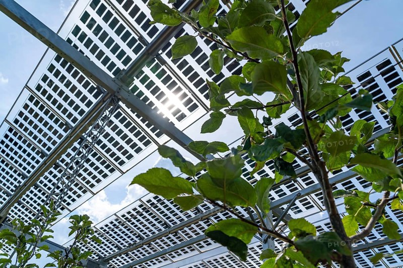 Agri-photovoltaic test plant, an apple tree plantation with two different systems of PV modules was roofed over 3000 square metres, rain and sunlight comes through, at the same time protection against hail and heavy rain, next to it are the same trees but without a solar roof, as a comparison object, how the PV roof affects the trees and harvest, the field test is accompanied by the Fraunhofer Institute for Solar Energy Systems ISE, in Grafschaft-Gelsdorf, Rhineland-Palatinate, Germany, Europe