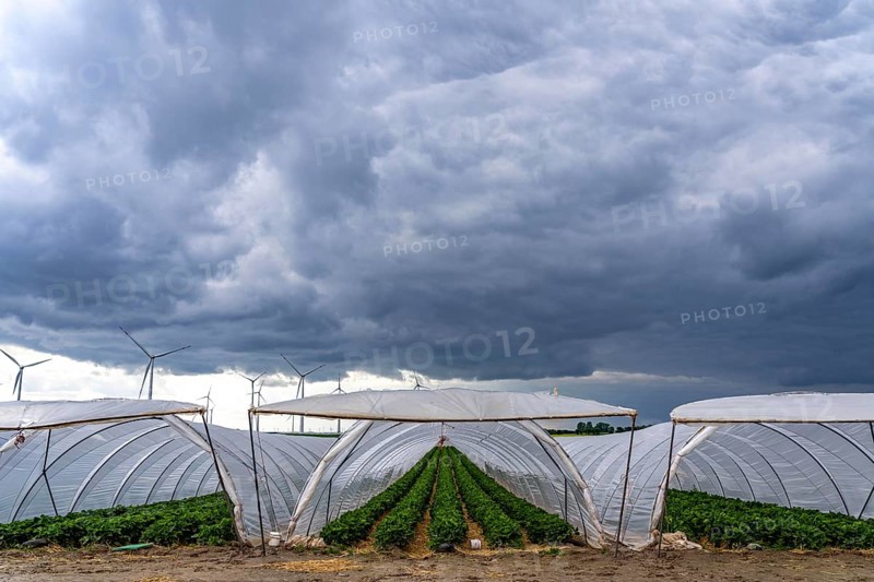 Agriculture, large areas with foil tunnels, for the cultivation of strawberries, wind farm, south of Lövenich, belongs to Erkelenz, in the district of Heinsberg, North Rhine-Westphalia, Germany, Europe