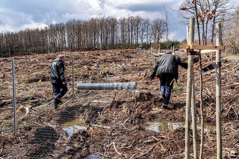 Construction of a game fence around a 5-hectare area in the Arnsberg Forest near Warstein-Sichtigvor, Soest district, to protect over 5000 young trees from game that were newly planted there for reforestation, site of a spruce forest that had died and was felled due to heavy bark beetle infestation, North Rhine-Westphalia, Germany, Europe