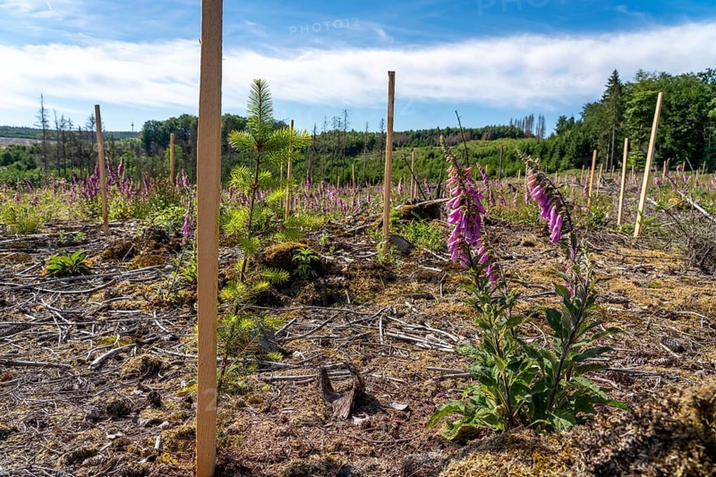Reforestation in the Arnsberg Forest near Hirschberg, Soest district, young conifers, green Douglas firs, on the site of a spruce forest that had died and been felled due to heavy bark beetle infestation, North Rhine-Westphalia, Germany, Europe