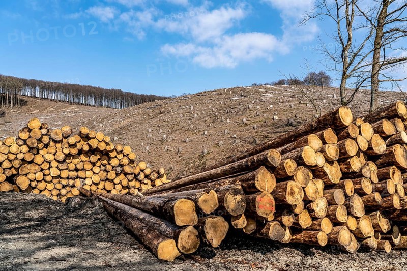 Cleared forest area north of the village of Öventrop, district of Arnsberg, dead spruce stands were felled, dead trees due to bark beetle infestation, Arnsberg Forest, North Rhine-Westphalia, Germany, Europe
