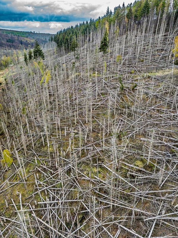 Dead spruce trees, broken by wind, lying wildly in disarray, forest dieback in the Arnsberg Forest nature park Park, over 70 per cent of the spruce trees are diseased, damaged, mostly by the bark beetle, which was able to spread due to drought and heat, climate change, near Hirschberg, North Rhine-Westphalia, Germany, Europe