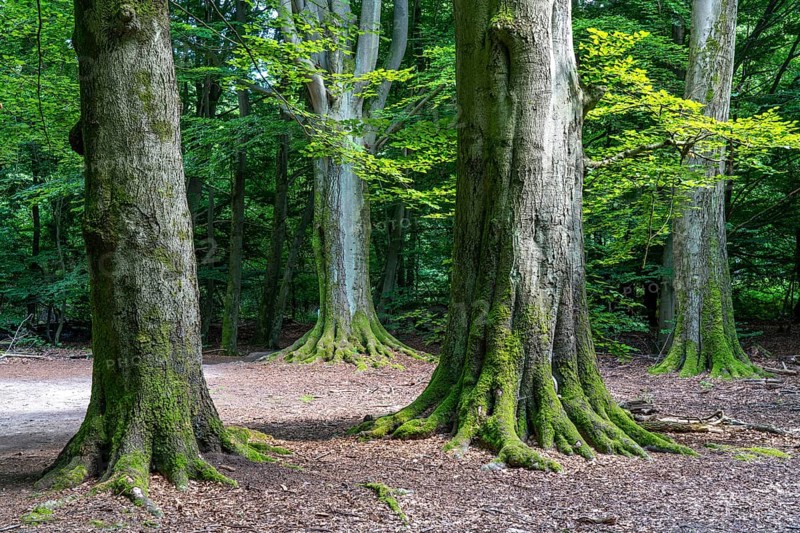 Giant beech trees in the Sababurg primeval forest, also known as the Reinhardswald primeval forest, is a 95-hectare biotope in the district of Kassel, Hesse, Germany, which is under nature and landscape protection and has trees that are over 500 years old, Europe