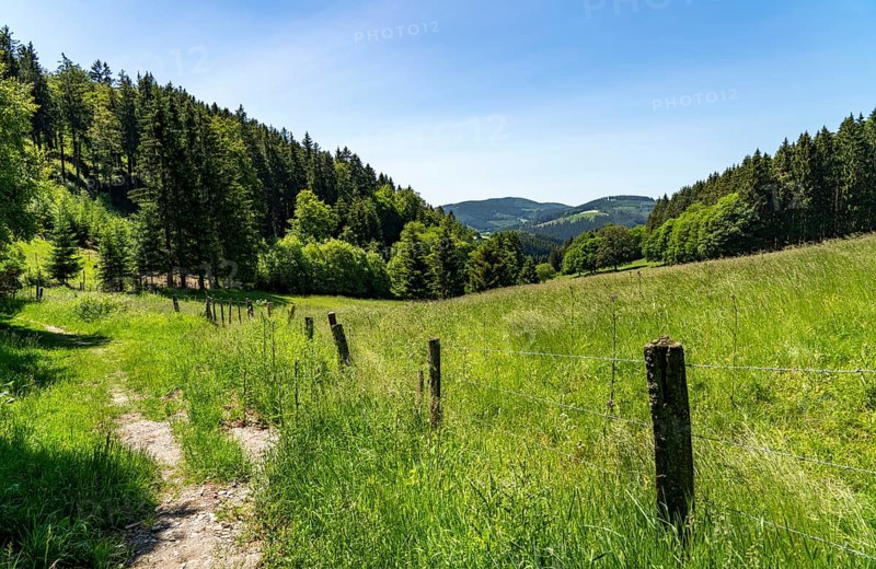 Forest, landscape on the Langenberg, near Niedersfeld, in the Hochsauerland district, highest mountain in North Rhine-Westphalia, 843 metres above sea level, Germany, Europe
