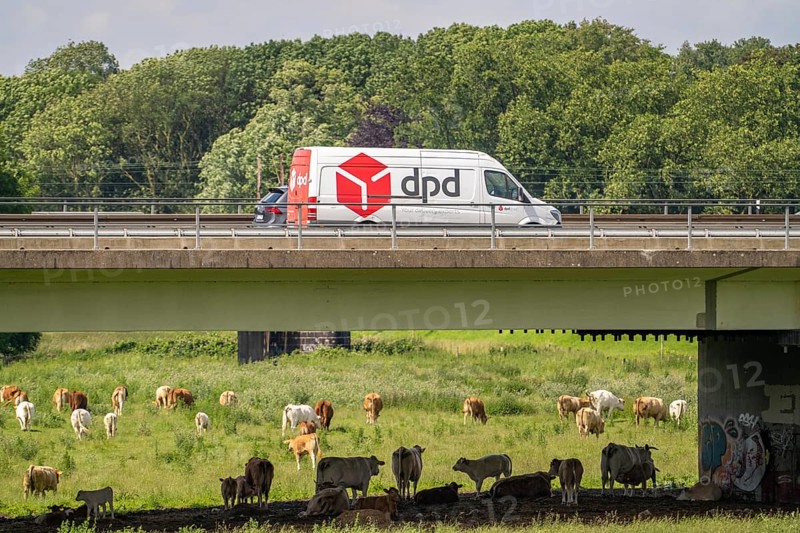 Lorry on the A40 motorway, bridge over the Ruhr and Styrumer Ruhrauen, herd of cattle, dairy cows grazing, Mülheim an der Ruhr, North Rhine-Westphalia, Germany, Europe