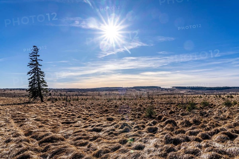 The High Fens, raised bog, in the Eifel and Ardennes region, High Fens-Eifel nature park Park, north-east of Baraque Michel, Belgium, Wallonia, Europe