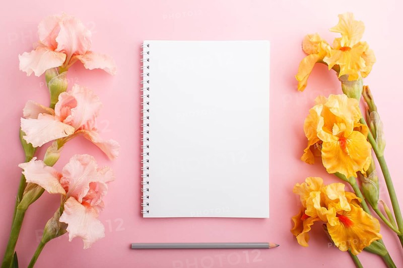 Pink and orange iris flowers with notebook on pastel pink background. Morninig, spring, fashion composition. Flat lay, top view