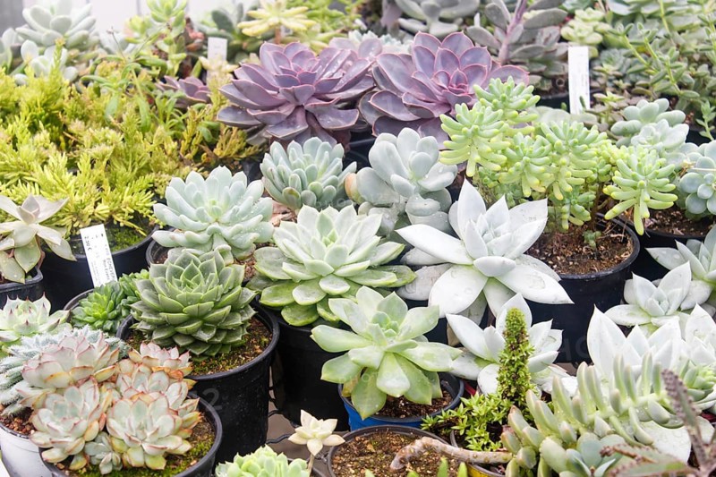 Various types of succulent in flower pots in the greenhouse. Closeup, selective focus