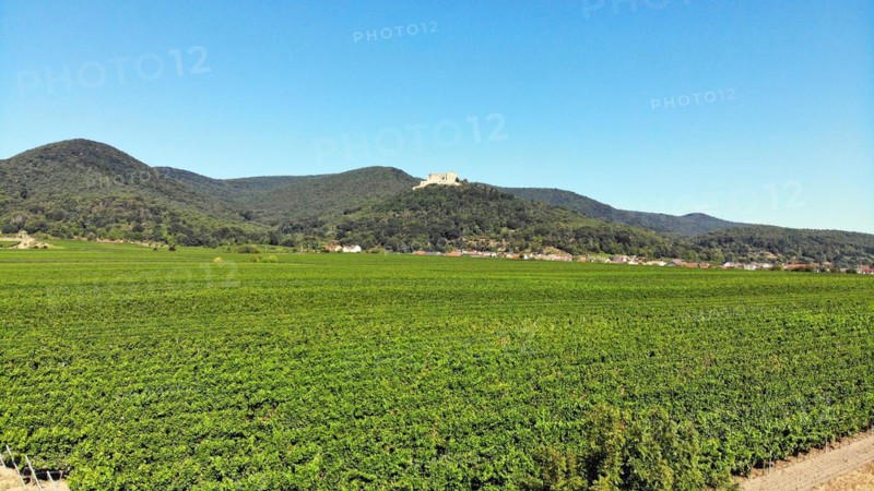 Flight over the vineyard hills near Neustadt, with the Palatinate Forest and Hambach Castle in the background