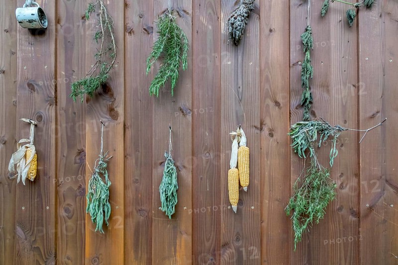 Various herbs and corn on the corn cob hanging on a wooden wall, Palatinate, Rhineland-Palatinate, Germany, Europe
