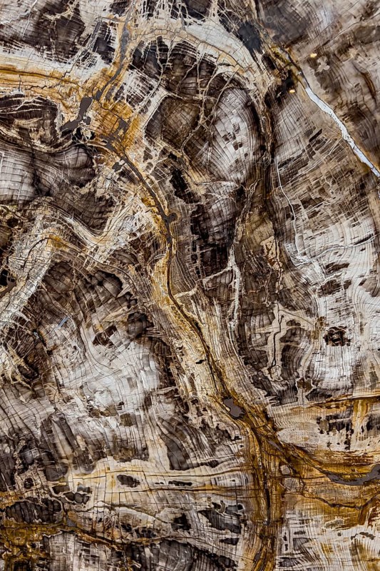Fossil of sequoia (Sequoioideae), Miocene, structure, abstract, pattern, texture, nature, science, history