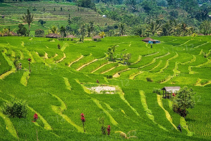 Jatiluwih, rice terrace, rice, agribusiness, agriculture, export, tourism, travel, landscape, UNESCO, Bali, Indonesia, Asia