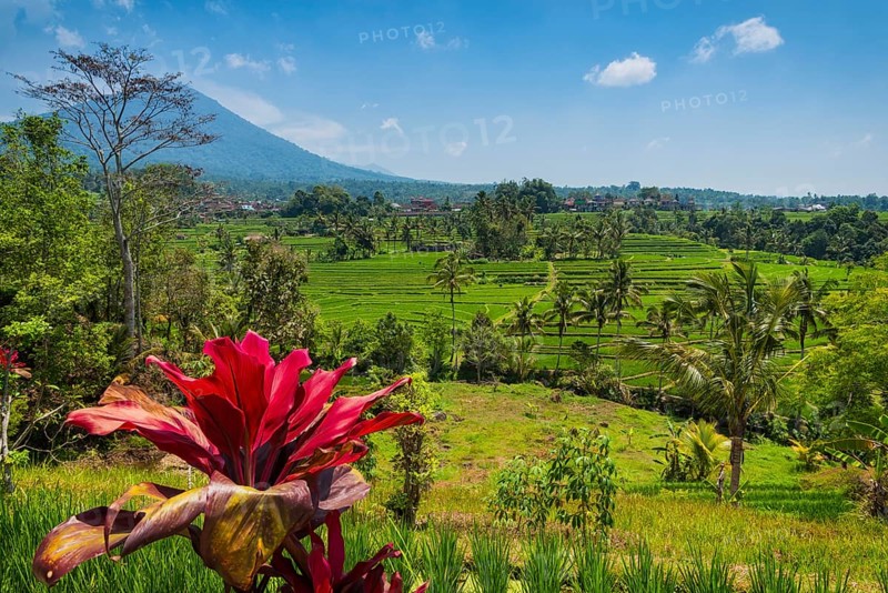 Jatiluwih, rice terrace, rice, agriculture, agriculture, club lily (Cordyline fructosia), tropical plant, flower, red, export, tourism, travel, landscape, UNESCO, Bali, Indonesia, Asia