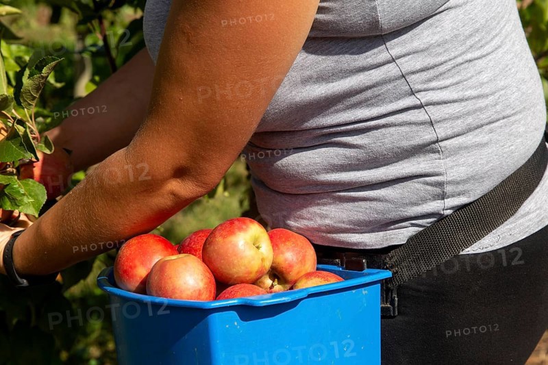 Apple harvest in Meckenheim/Pfalz. Harvest workers from Bleichhof in Meckenheim harvesting Weirouge apples