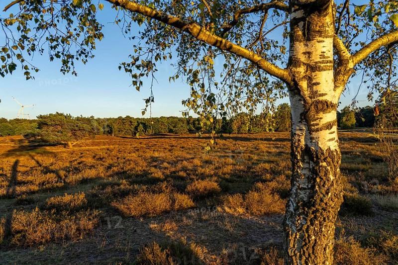 Westruper Heide, in the Hohe Mark Westmünsterland nature park Park, near Haltern am See, heather blossom, North Rhine-Westphalia, Germany, Europe