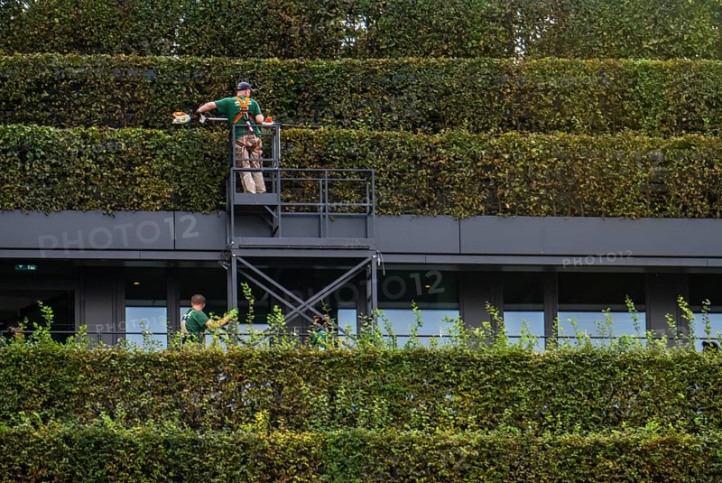 Green façade, made of over 30, 000 hornbeams forming a hedge a good 8 kilometres long, on the roof and façade of the Kö-Bogen-2 building, technician, gardener working on the façade, largest green façade in Europe, Düsseldorf North Rhine-Westphalia, Germany, Europe