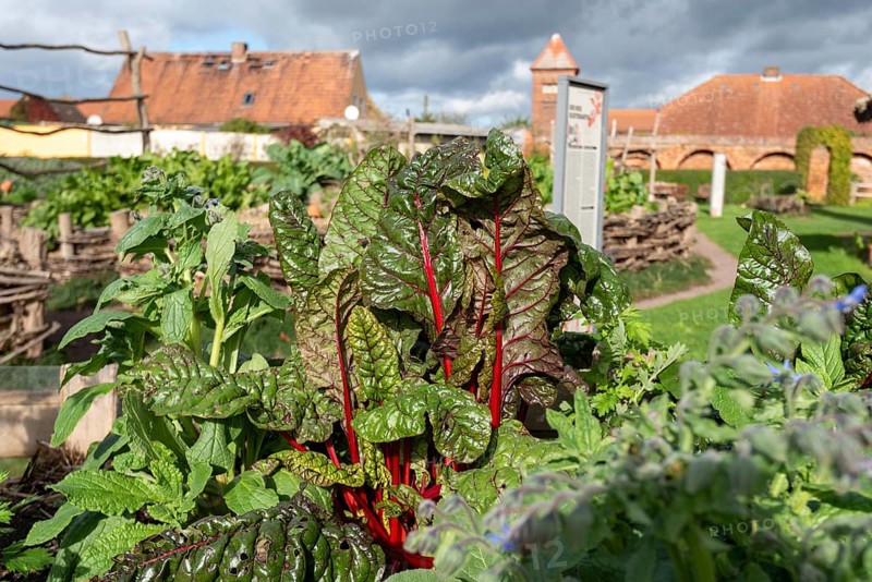 Mangold in the monastery garden of Jerichow Monastery, considered the oldest brick building in northern Germany, Jerichow, Saxony-Anhalt, Germany, Europe