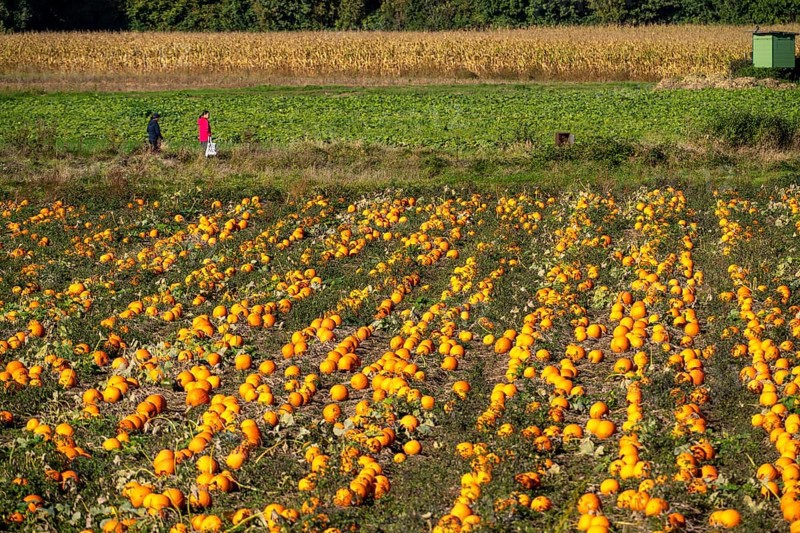 Pumpkin field, ripe pumpkins, shortly in front of harvest, near Neuss, North Rhine-Westphalia, Germany, Europe