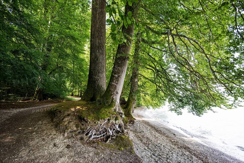 Hiking trail on the lakeshore, near Bodman, Lake Constance, Baden-Württemberg, Germany, Europe