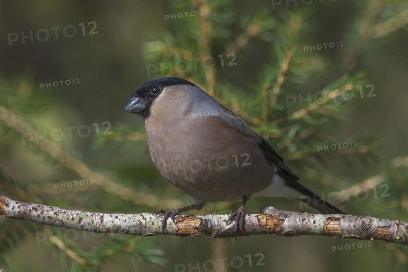 Bullfinch (Pyrrhula pyrrhula) female on a dry branch, Baden-Württemberg, Germany, Europe