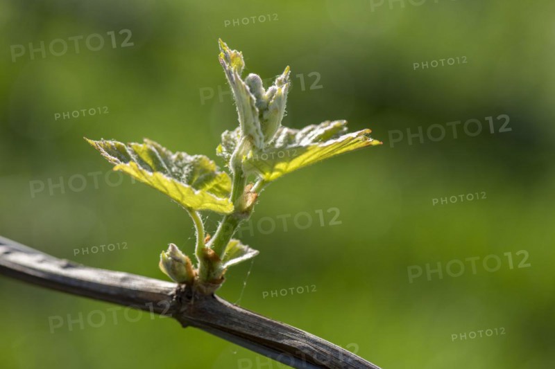 Young leaves of a grapevine in spring, viticulture, budding, shoots, vines, Baden-Württemberg, Germany, Europe