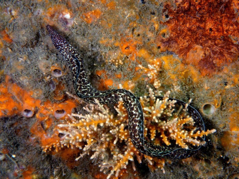 Spotted moray (Gymnothorax moringa), dive site Blue Heron Bridge, Phil Foster Park, Riviera Beach, Florida, USA, North America